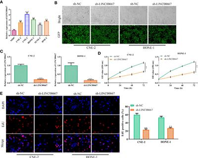 LINC00667 Sponges miR-4319 to Promote the Development of Nasopharyngeal Carcinoma by Increasing FOXQ1 Expression